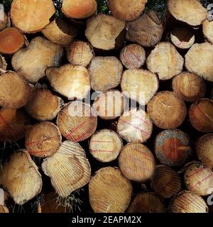 Holzstapel, Brennholz, Fichtenstaemme Stock Photo