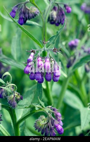 Beinwell, Symphytum, officinale, Heilpflanze, Stock Photo