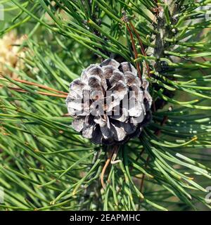 Bergkiefer, Kiefer, Pinus Mugo Stock Photo - Alamy