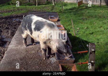 Buntes Bentheimer Schwein, Bentheimer Landschwein Stock Photo - Alamy