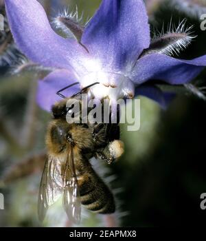 Biene auf Boretschbluete Stock Photo