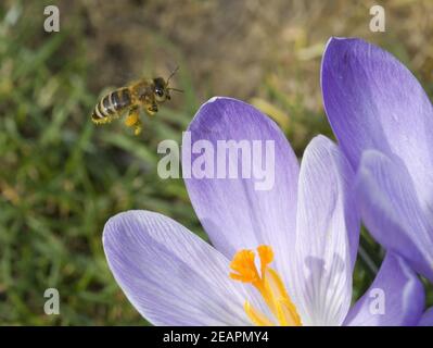 Biene im Anflug Stock Photo