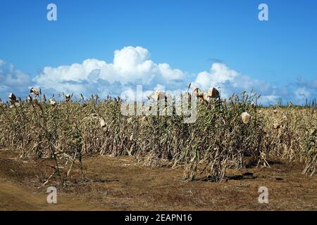 Cultivation of millet in the tropical climate of Bonaire, Caribbean Sea Stock Photo