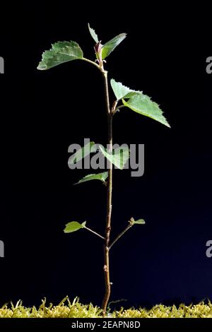 Birkenbaum  jungpflanze, Sproessling, Spross, Jungbaum