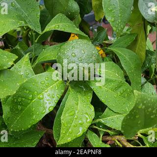 Bitterorange, Pomeranze, Citrus, aurantium Stock Photo