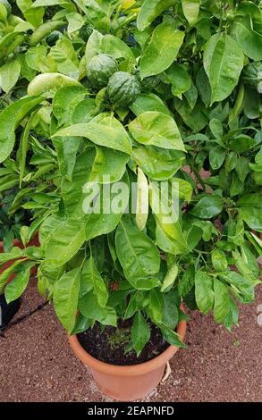 Bitterorange, Pomeranze, Citrus, aurantium Stock Photo