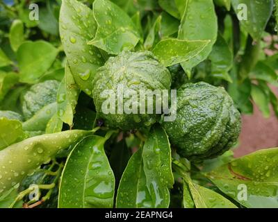 Bitterorange, Pomeranze, Citrus, aurantium Stock Photo