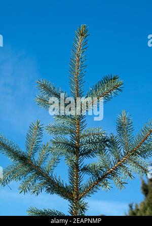 Blaufichte, Fichte, Picea, pungens, S Stock Photo