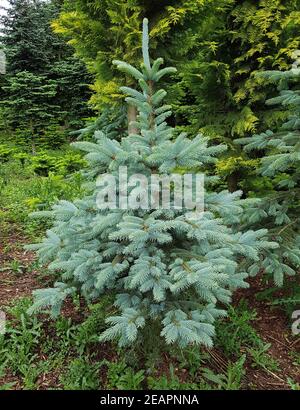 Blaufichte  Fichte  Picea  pungens  Stechfichte Stock Photo