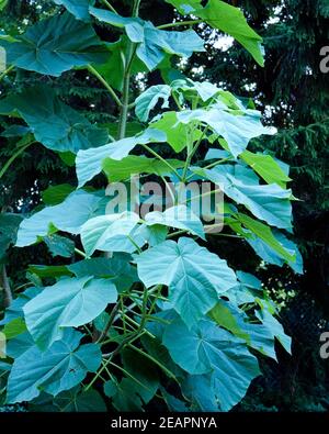Blauglockenbaum, Paulownia tomentosa Stock Photo