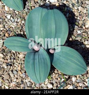Blauzungen-Lauch  Allium karataviense Stock Photo