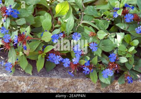 Bleiwurz Bodendecker Cerastostigma Stock Photo - Alamy