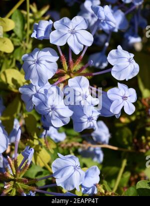 Bleiwurz; Plumbago auriculata Stock Photo - Alamy