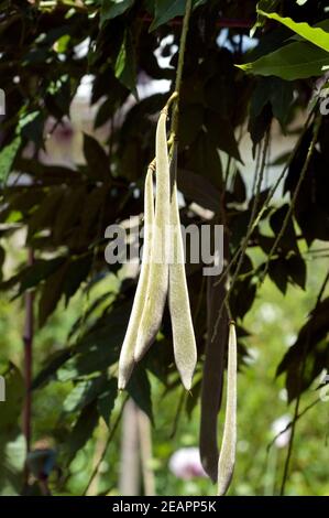 agave plant flower Agave American Blue Century Plant, Agave Americana main image 1