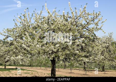 Bluehende Kirschbaeume Stock Photo
