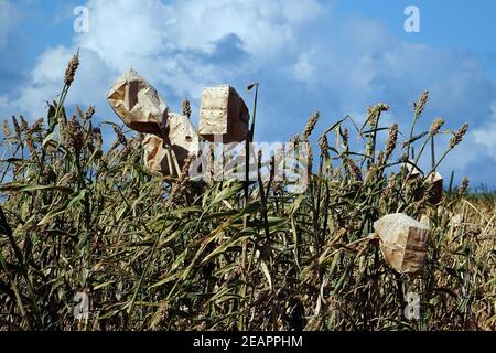 Cultivation of millet in the tropical climate of Bonaire, Caribbean Sea Stock Photo