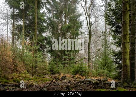 Forest in the fog with pines, deciduous trees and firs. Soil overgrown with moss and ferns Stock Photo