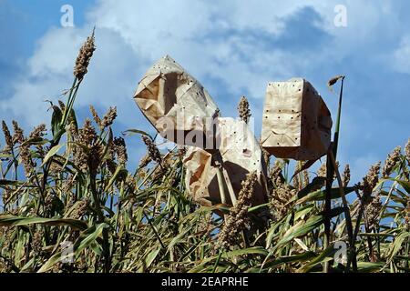 Cultivation of millet in the tropical climate of Bonaire, Caribbean Sea Stock Photo