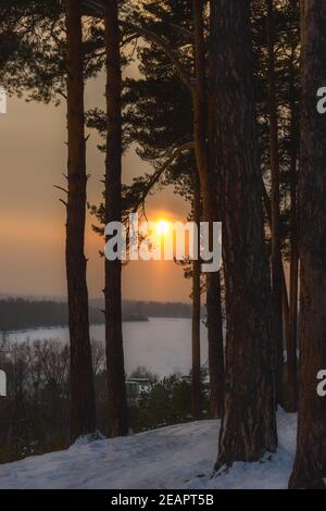 winter evening in the forest with long shadows from the trees, sunset Stock Photo