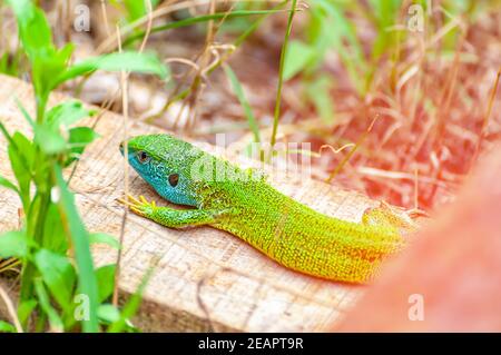 A beautiful green lizard is resting and hiding in the tall grass and sunbathing. Stock Photo