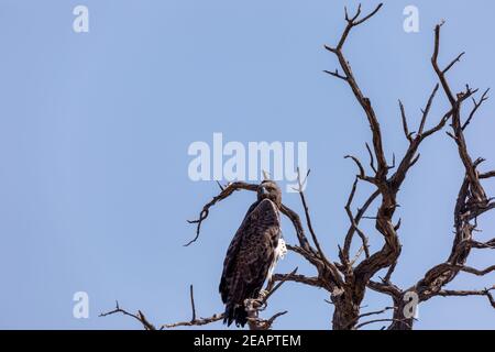Majestic martial eagle perched on dead tree, Namibia Africa safari wildlife Stock Photo