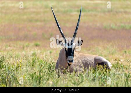 Gemsbok, Oryx gazella in Kalahari Stock Photo