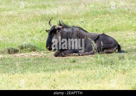 Blue Wildebeest in Kalahari, South Africa Stock Photo