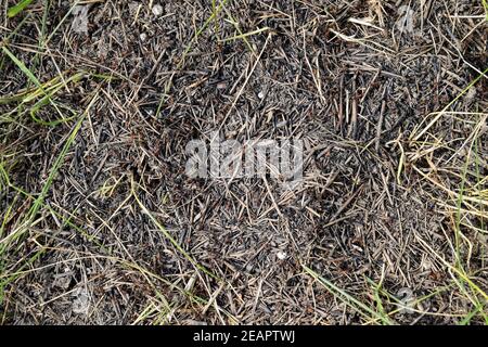 Ordinary ants on an anthill Stock Photo