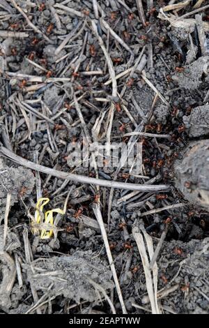 Ordinary ants on an anthill Stock Photo