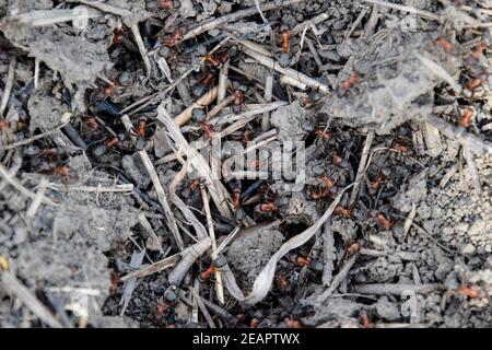 Ordinary ants on an anthill