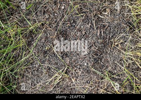 Ordinary ants on an anthill Stock Photo