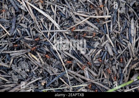 Ordinary ants on an anthill