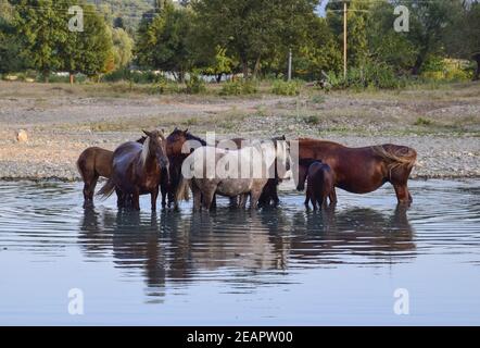 Horses walk in line with a shrinking river. The life of horses Stock Photo