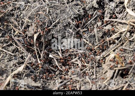 Ordinary ants on an anthill Stock Photo