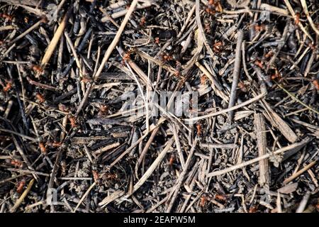 Ordinary ants on an anthill