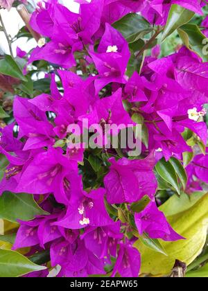 Bougainvillea, Glabra, Spectabilis, Bougainvilleas, Drillingsblume