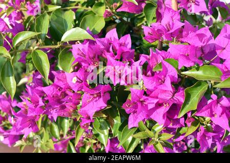 Bougainvillea, Glabra, Spectabilis, Bougainvilleas, Drillingsblume