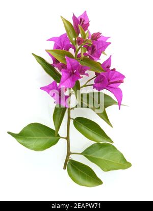 Bougainvillea, Glabra, Spectabilis, Bougainvilleas, Drillingsblume