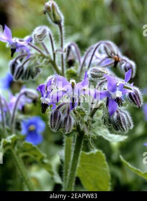 Borretsch, Borretschbluete, Borago officinalis, Kuechenkraeuter, Kuechenkraut, Kuechengewuerz, Gewuerz, Gewuerzkraut, Heilpflanzen, Stock Photo