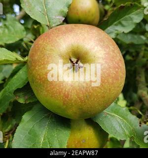 Boskoop, Alte Apfelsorte, Apfel, Malus, domestica Stock Photo