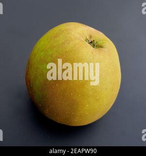 Boskoop, Alte Apfelsorte, Apfel, Malus, domestica Stock Photo