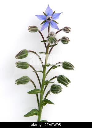 Borretsch, Borretschbluete, Borago officinalis, Kuechenkraeuter, Kuechenkraut, Kuechengewuerz, Gewuerz, Gewuerzkraut, Heilpflanzen, Stock Photo