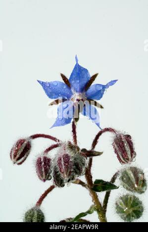 Borretsch, Borretschbluete, Borago officinalis, Kuechenkraeuter, Kuechenkraut, Kuechengewuerz, Gewuerz, Gewuerzkraut, Heilpflanzen, Stock Photo