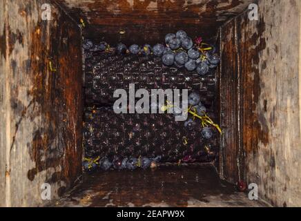 Manual mechanism for crushing grapes. Crush the grapes into juice and wine Stock Photo