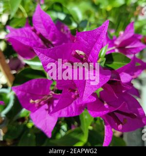 Bougainvillea, Glabra, Spectabilis, Bougainvilleas, Drillingsblume