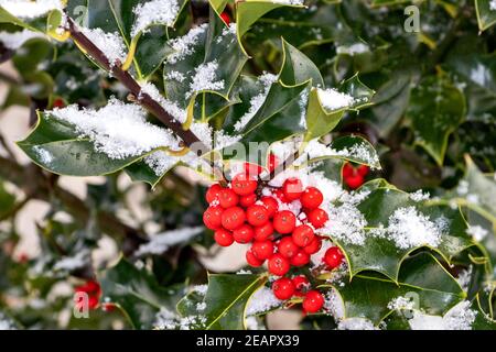 HOLLY BRANCH WITH RED BERRIES  Ilex aquifolium WITH EVERGREEN LEAVES IN WINTER WITH SNOW Stock Photo