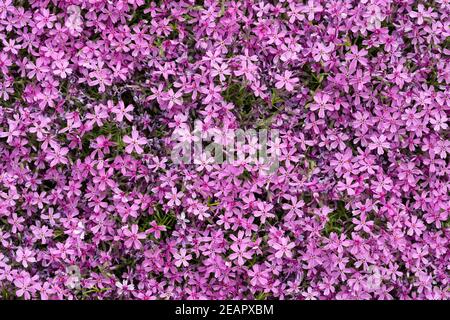 Aubrieta cultorum - pink or purple small flowers Stock Photo