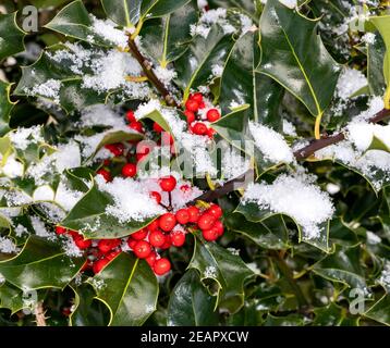 HOLLY WITH RED BERRIES  Ilex aquifolium IN WINTER WITH SNOW Stock Photo