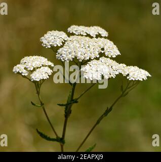 Schafgarbe, Achillea, millefolium Stock Photo