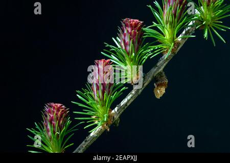 Laerchenbluete, weibliche, maennliche Stock Photo